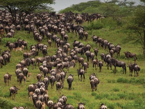 East Africa Migration Safari