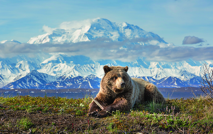 apt-usa-alaska-denali-np-bear-700x442px